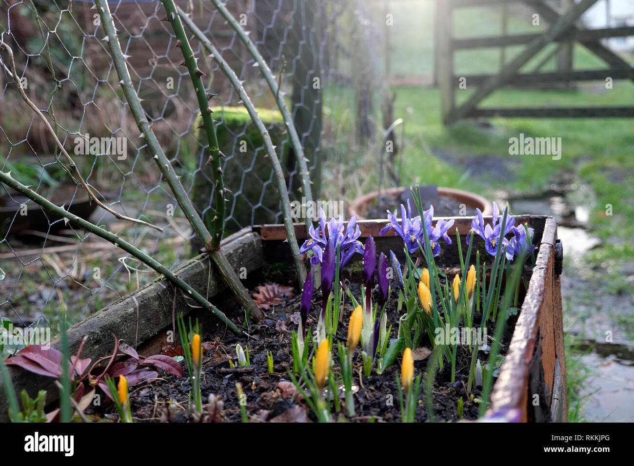 Bulbi a molla iris reticulata in fiore con fiori di crocus giallo crocus che crescono in un grande contenitore di piantatrice in un giardino In Galles Regno Unito KATHY DEWITT Foto Stock