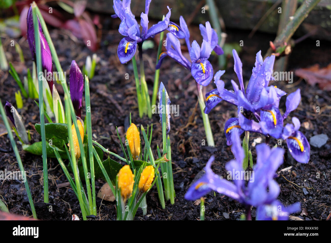 Bulbi primaverili iris reticulata in fiore con fiori di croco gialli che crescono in un grande contenitore piantatrice in un giardino nel febbraio Galles UK KATHY DEWITT Foto Stock