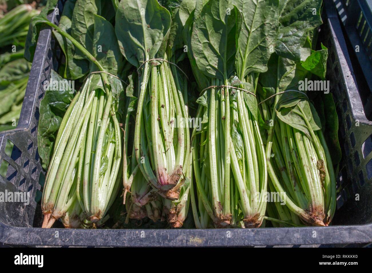 Spinachs appena raccolti a livello locale agriturismo fattoria biologica. Mazzetto appena raccolte. Foto Stock