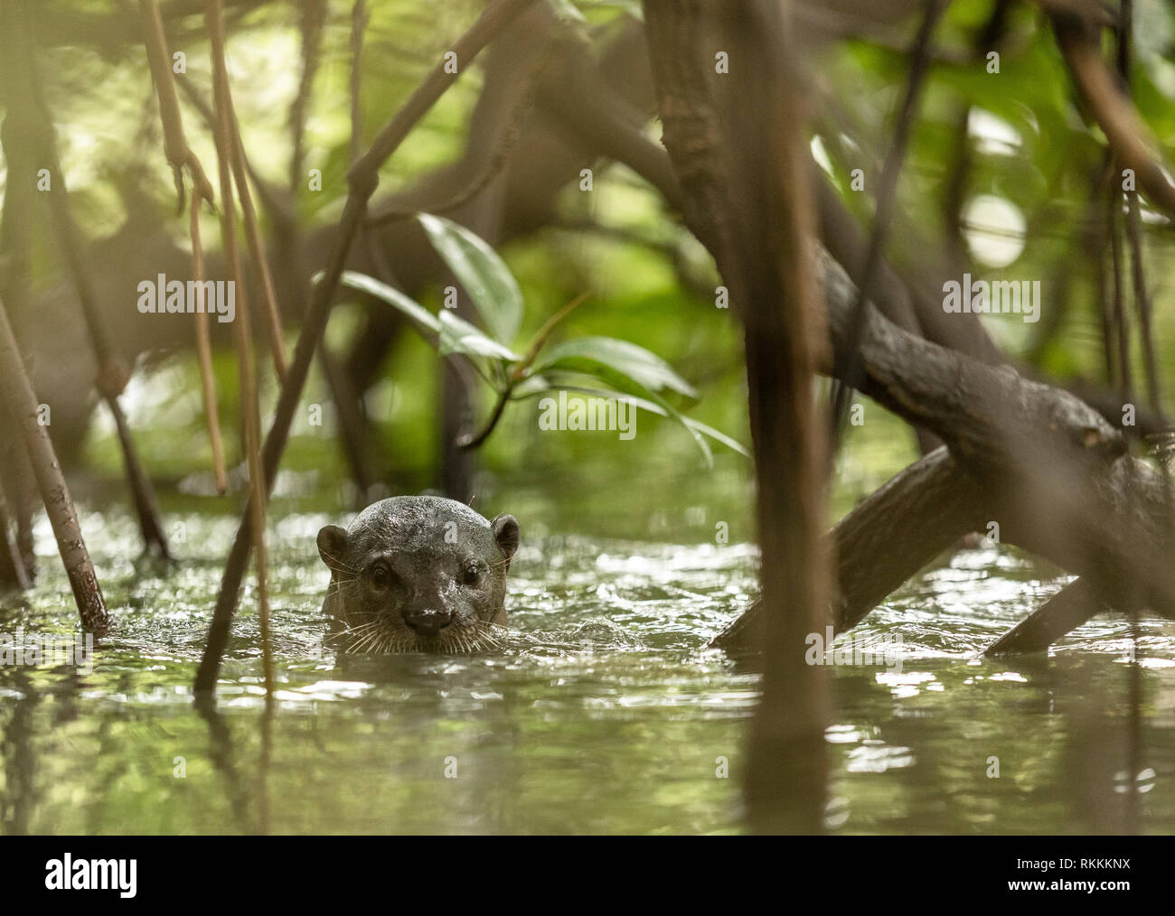 Un selvaggio rivestito liscio Lontra lutra perspicillata, tra gli alberi di mangrovie. Foto Stock