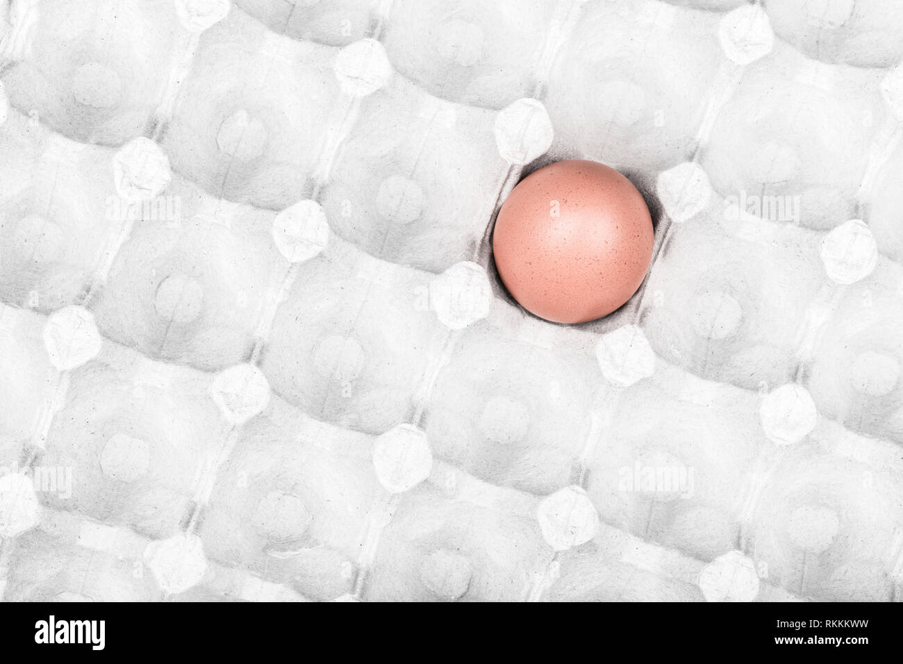 Close-up di un singolo uovo in un cartone per le uova Foto Stock