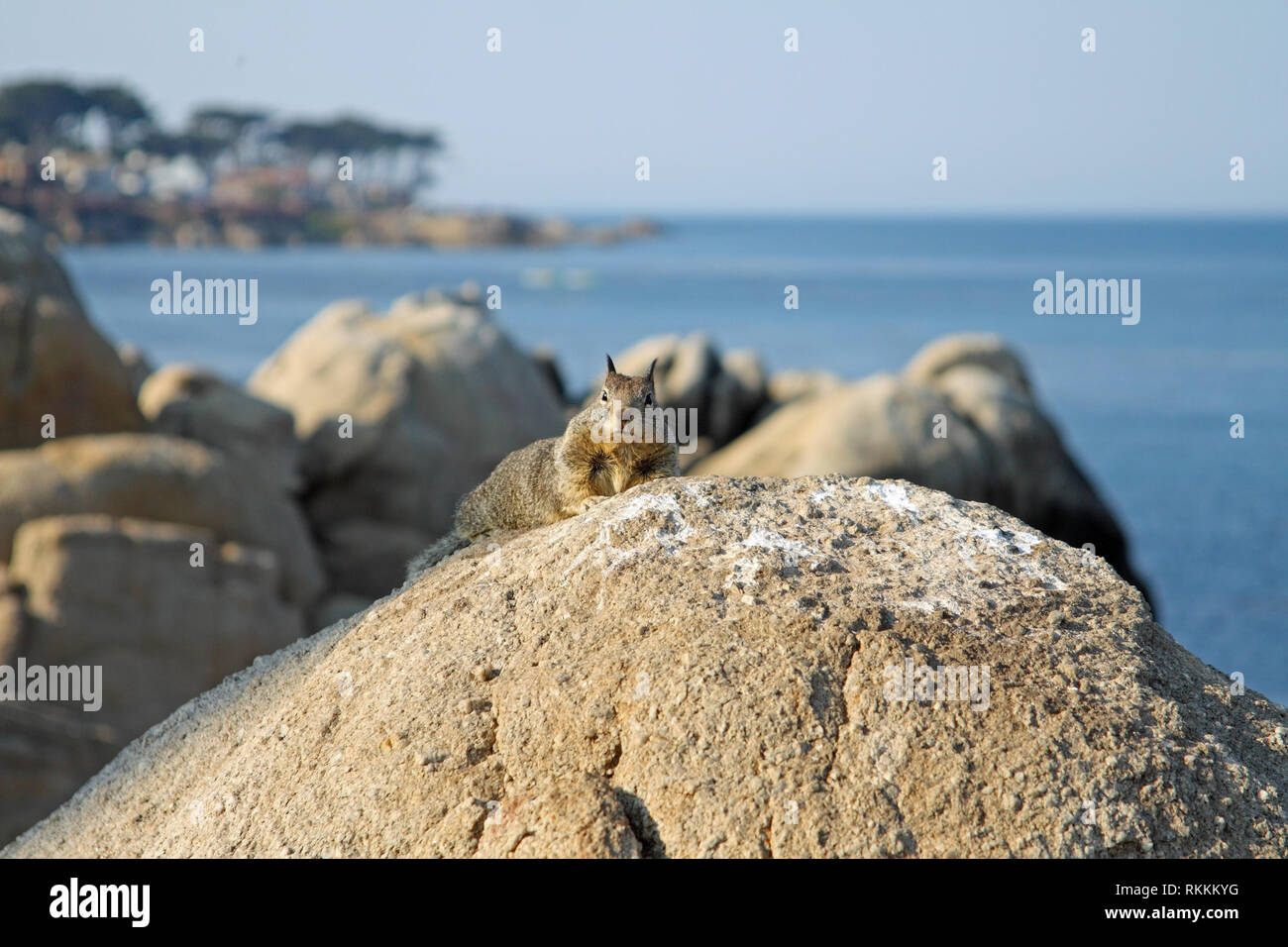 Grigio occidentale scoiattolo (Sciurus griseus), sulle rocce al Lovers Point Park, Pacific Grove, Monterey, California, Stati Uniti d'America Foto Stock