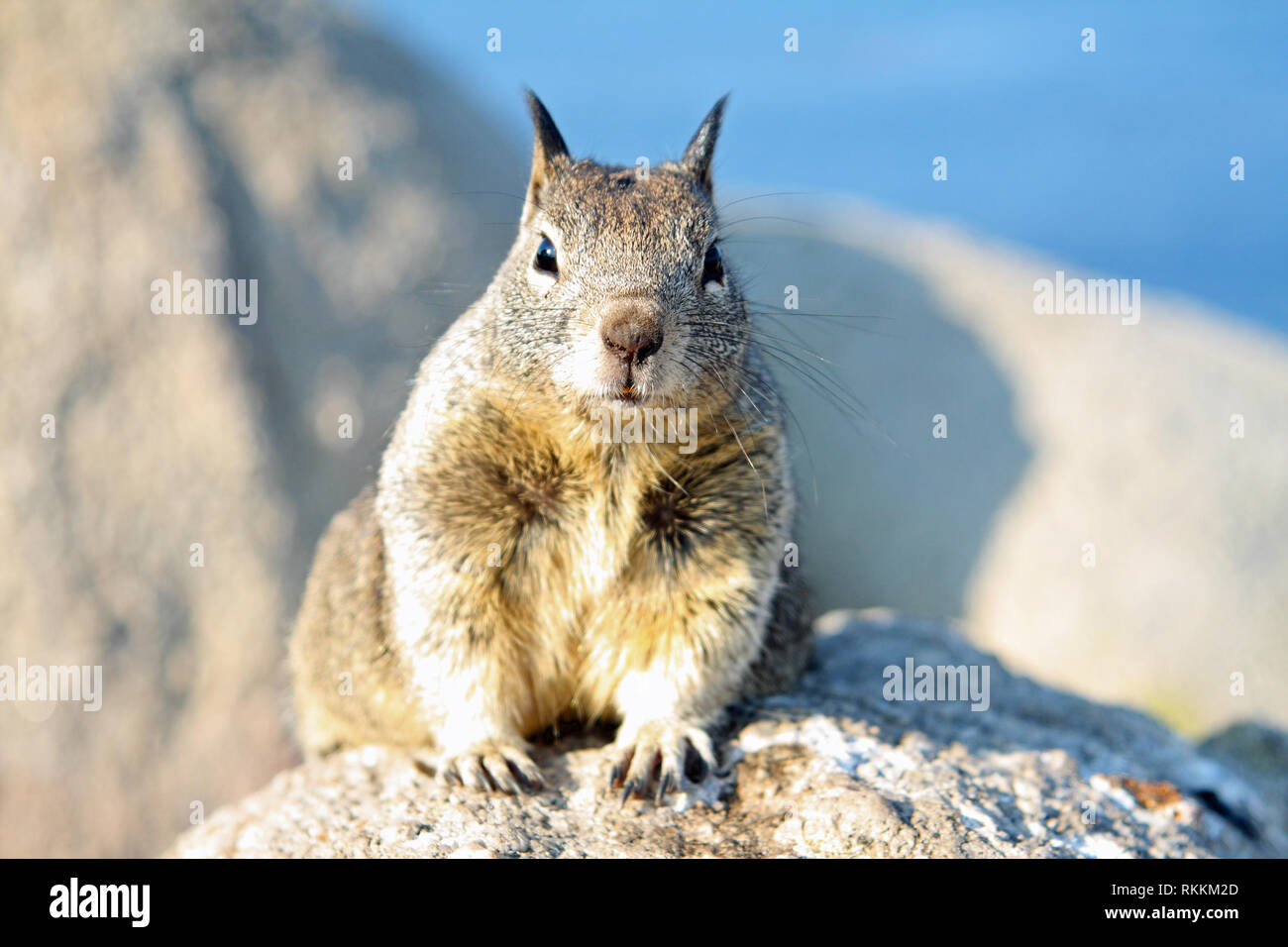 Grigio occidentale scoiattolo (Sciurus griseus), sulle rocce al Lovers Point Park, Pacific Grove, Monterey, California, Stati Uniti d'America Foto Stock