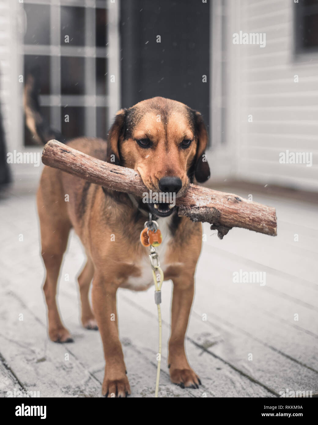 Cane Beagle nella neve Foto Stock