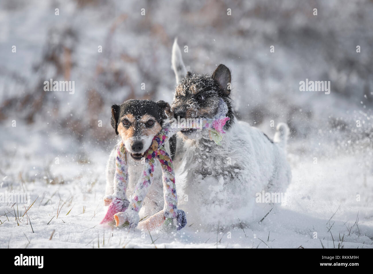 Due simpatici cani di piccola taglia sono giocare nella neve con una sfera - Jack Russell Terrier hound - capelli stile rotto Foto Stock