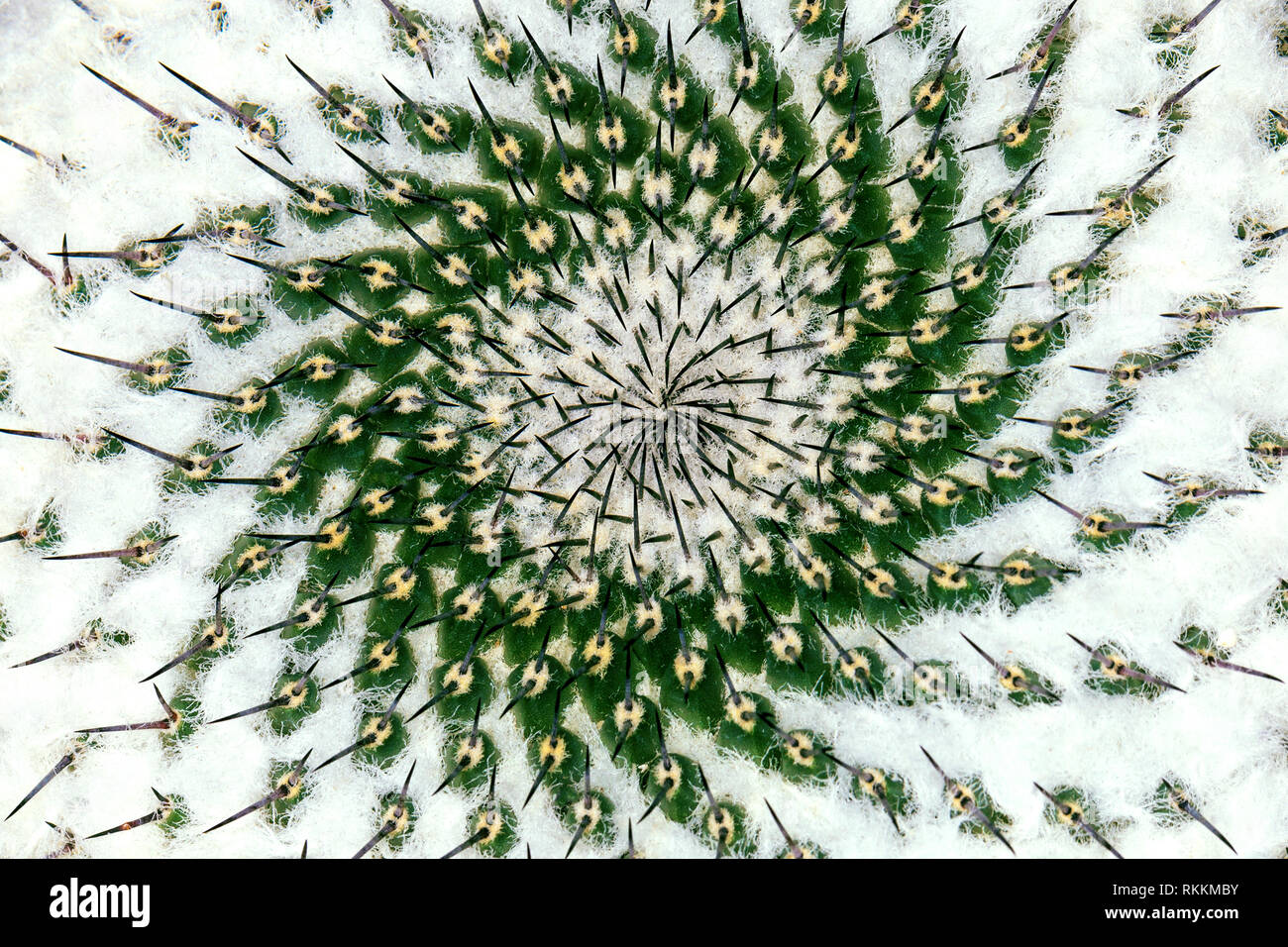 Soffici cactus immagine di sfondo Foto Stock
