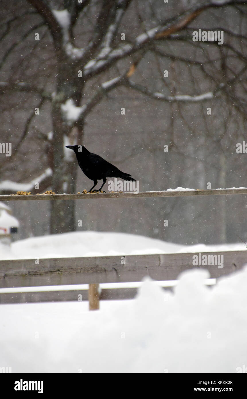 Crow permanente sulla recinzione in snow, Maine, Stati Uniti d'America Foto Stock