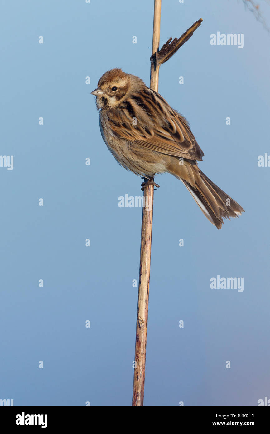 Reed Bunting (Emberiza schoeniclus), femmina adulta in inverno piumaggio arroccato su un reed Foto Stock