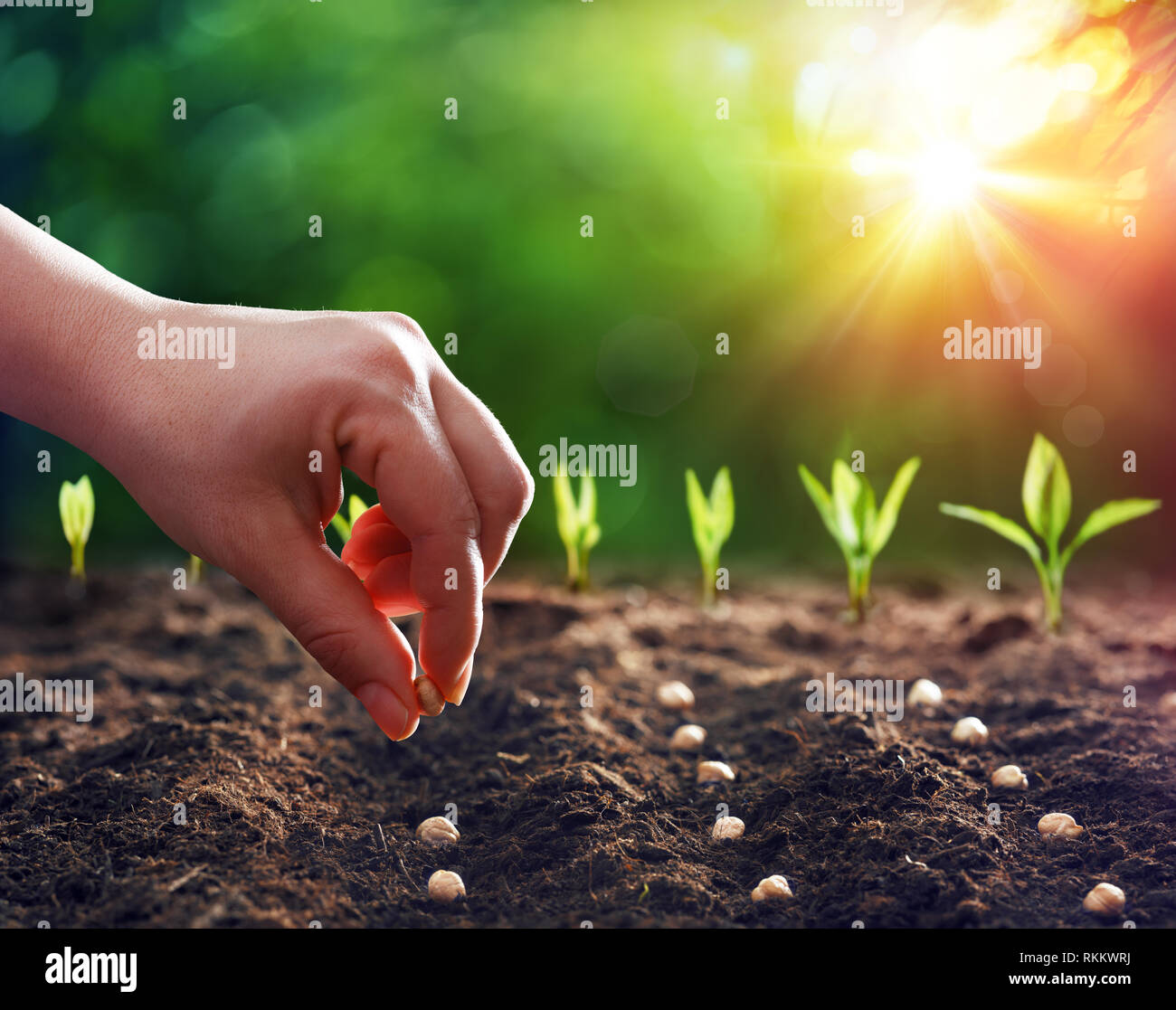 Le mani di piantare i semi nella sporcizia Foto Stock