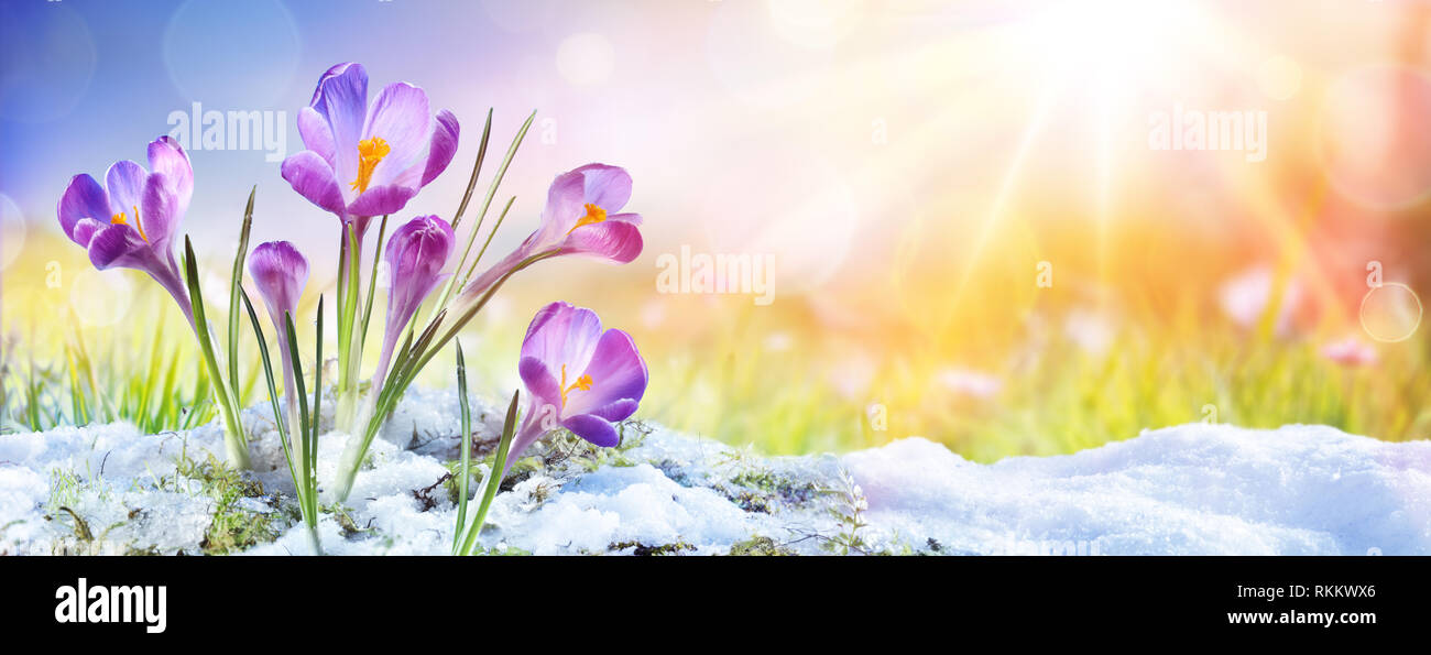 Primavera - fiore Crocus crescita nella neve con Sunbeam Foto Stock