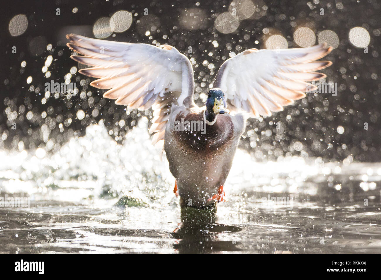 Maschio retroilluminato germano reale di prendere il volo da acque poco profonde, le goccioline di acqua battenti a bizzeffe di Framingham Massachusetts! Foto Stock