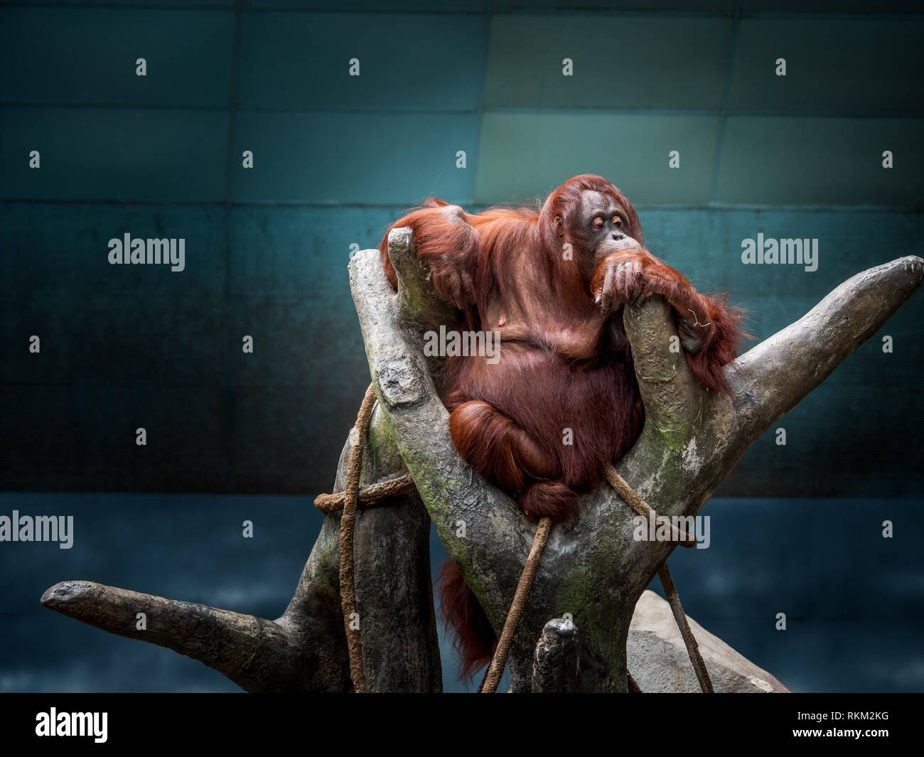 Brookfield Zoo orangutan, Chicago, Illinois Foto Stock