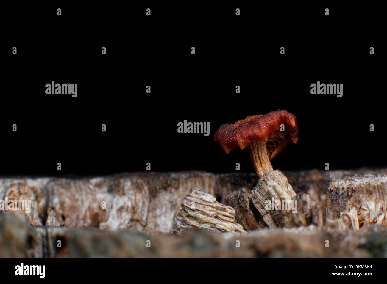 Piccolo fungo che nasce sul tronco di un albero di taglio, permettendo così la rinascita di una nuova vita dopo la morte dell'albero. Foto Stock