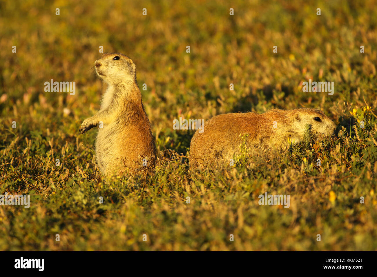 Una coppia di nero-tailed prateria cani al di fuori della loro den nel Badlands. Foto Stock