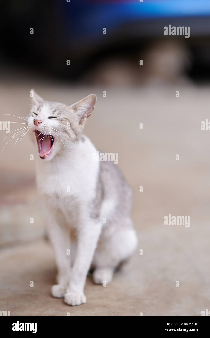 Un gatto sbadigliare su sfondo sfocato. Assonnato tema pet Foto Stock