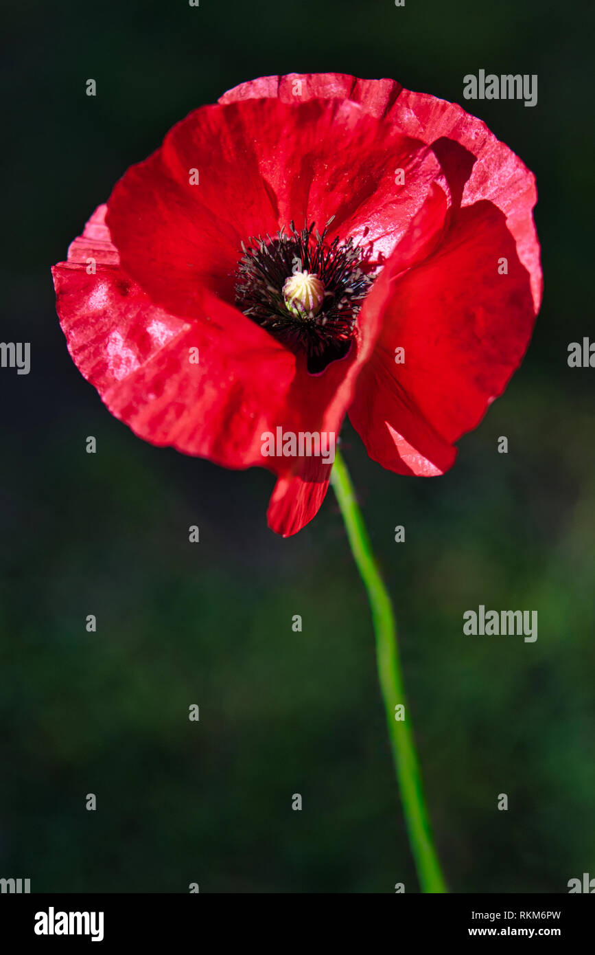 Delicato rosso papavero comune fiore nel vento su di un verde giardino di primavera. Movimenti dolci nella brezza. (Papaver rhoeas). Foto Stock