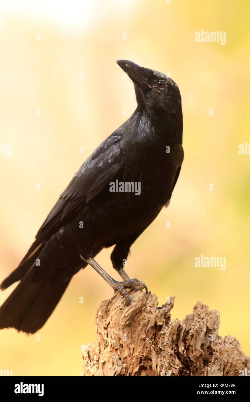 Carrion crow (Corvus corone) nel Los Serranos regione. Valencia. Foto Stock