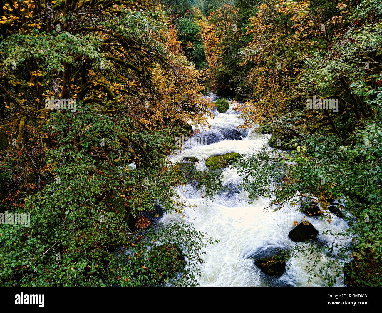 Di piccole dimensioni e di colore bianco sul fiume di acqua rapids con la caduta delle foglie nella parte occidentale di Oregon. Foto Stock Di piccole dimensioni e di colore bianco sul fiume di acqua rapids con la caduta delle foglie nella parte occidentale di Oregon. Foto Stock
