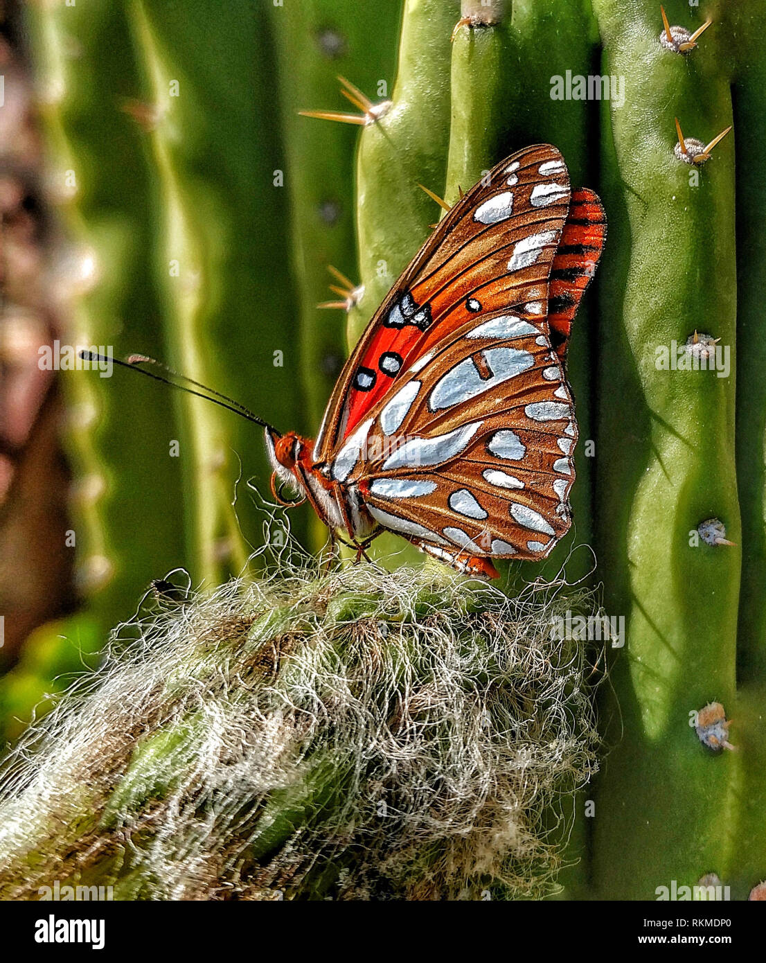Una farfalla monarca con ali ripiegate poggia su una spinosa western California cactus. Foto Stock