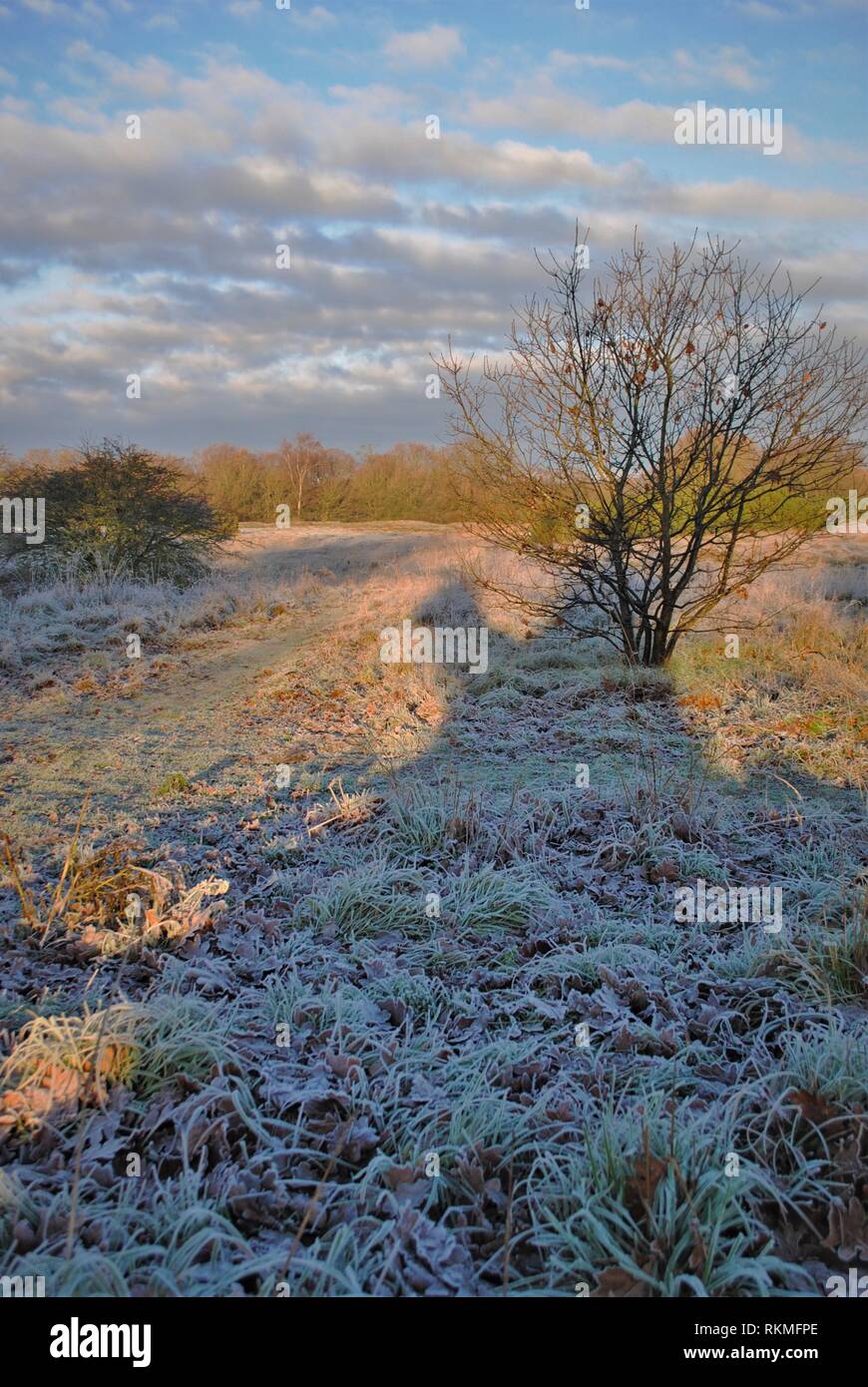 Lunga ombra del morto un albero di quercia, che spazia su tutta la prateria verso il legno di quercia copse, frosty terra e caldo sole d'inverno Foto Stock