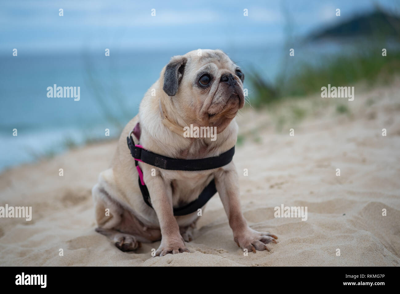 Carino pug dog intorno alla spiaggia di Campeche a Florianópolis isola, Brasile. Mare blu in background. Foto Stock
