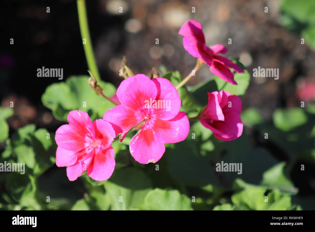 Fiori in fiore Foto Stock
