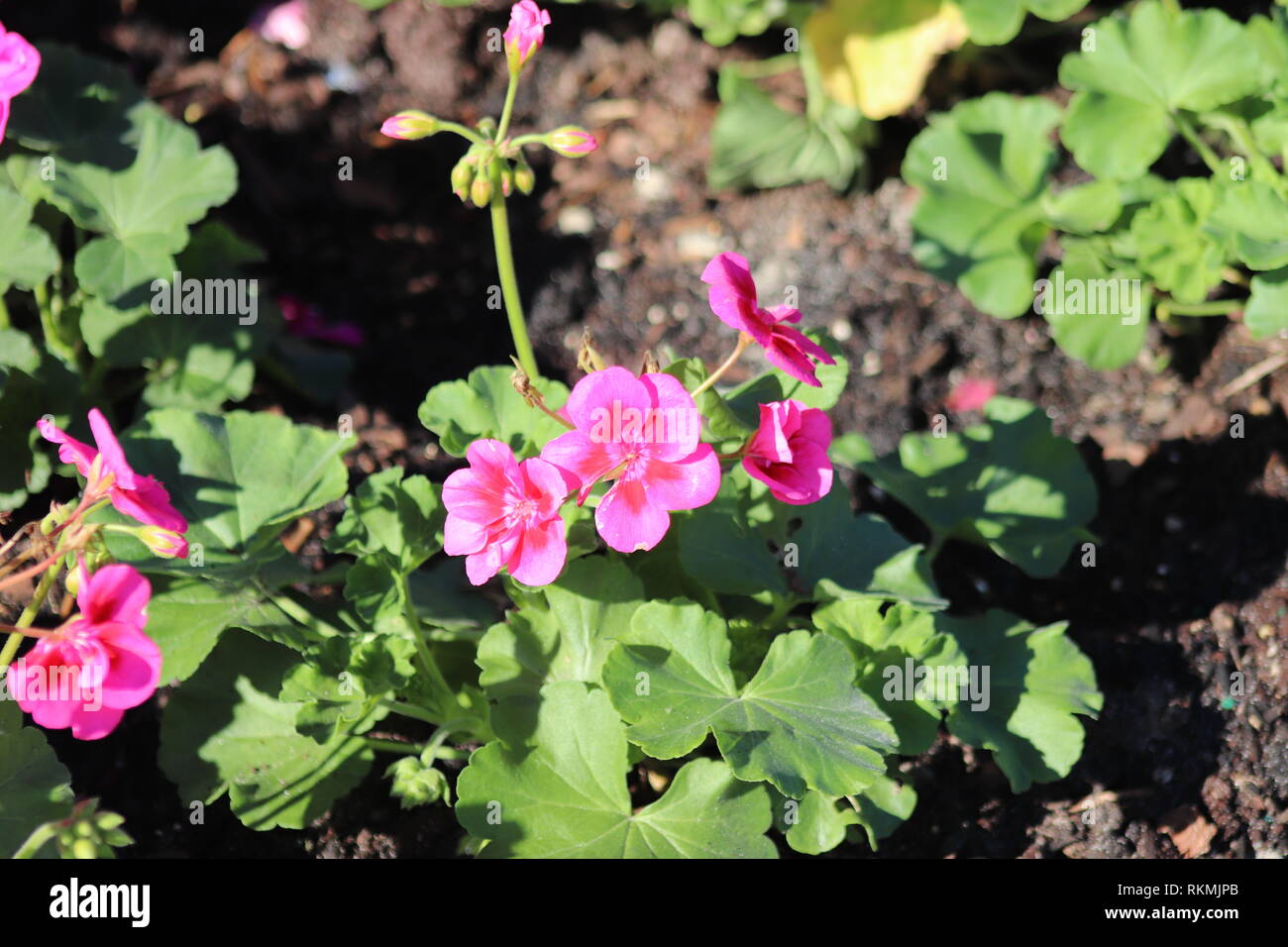 Fiori in fiore Foto Stock