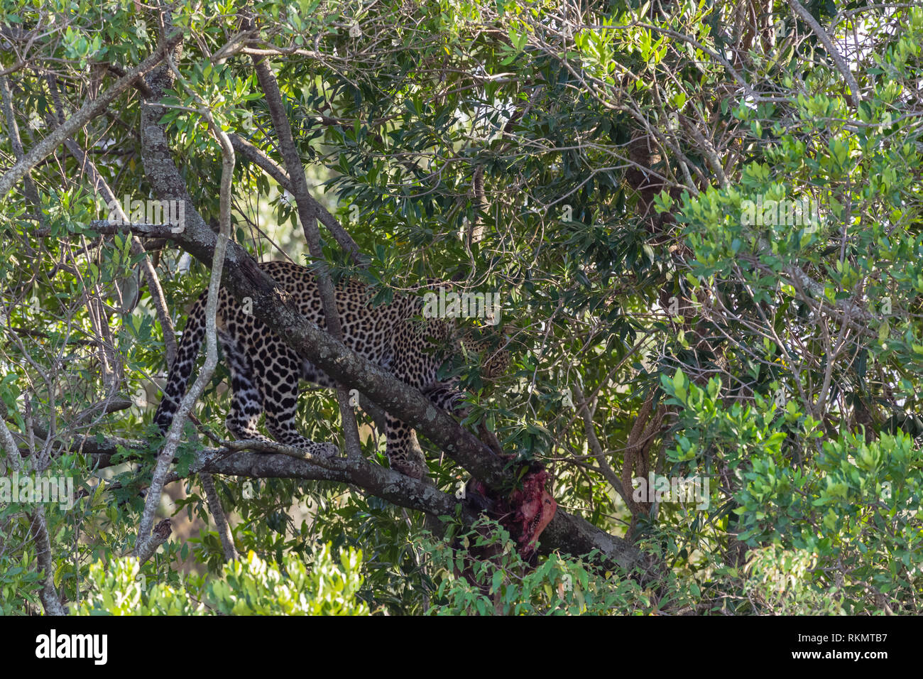 Il Leopard in attesa della preda sull'albero. Masai Mara, Kenya Foto Stock