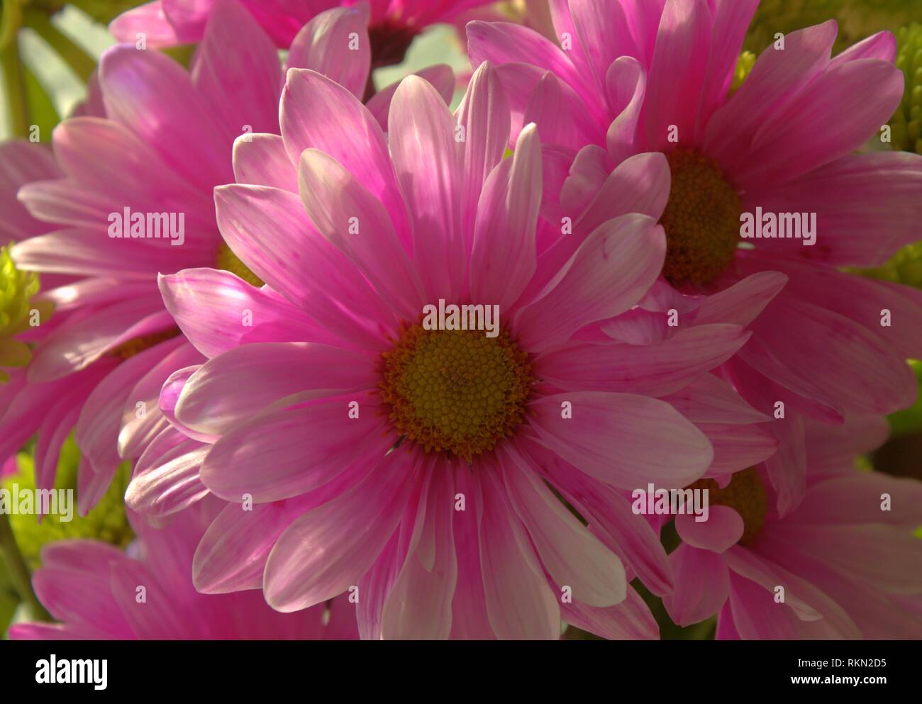 Pink Daisy Bouquet al sole Foto Stock