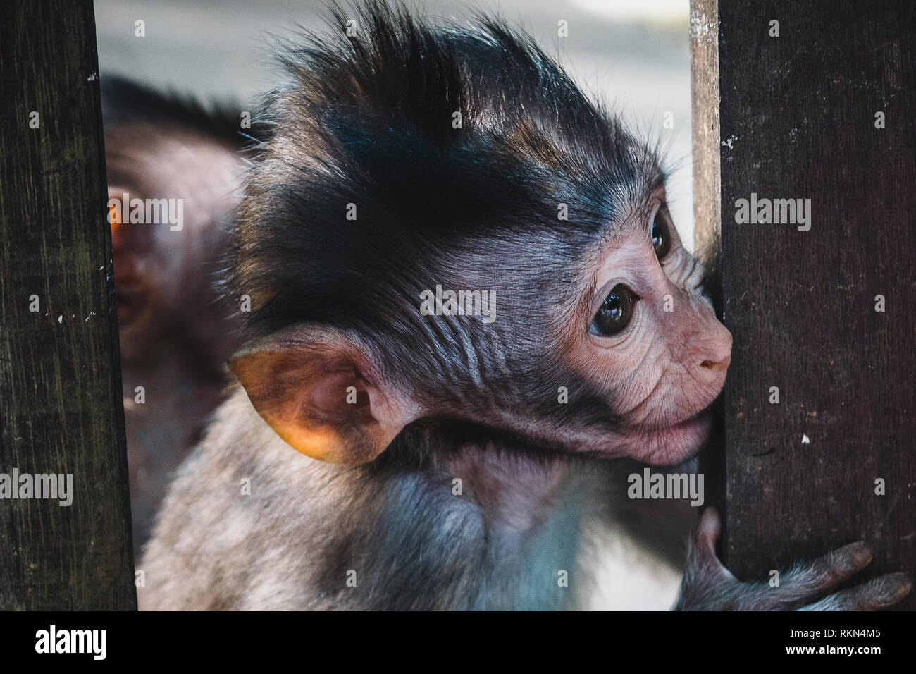 Anima vecchia Foto Stock