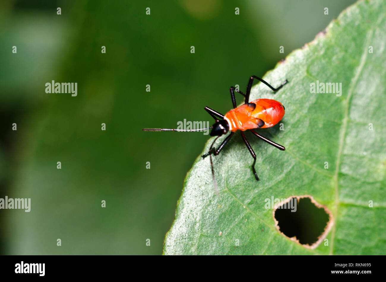 La vita di macro in Pasir Ris Park Foto Stock