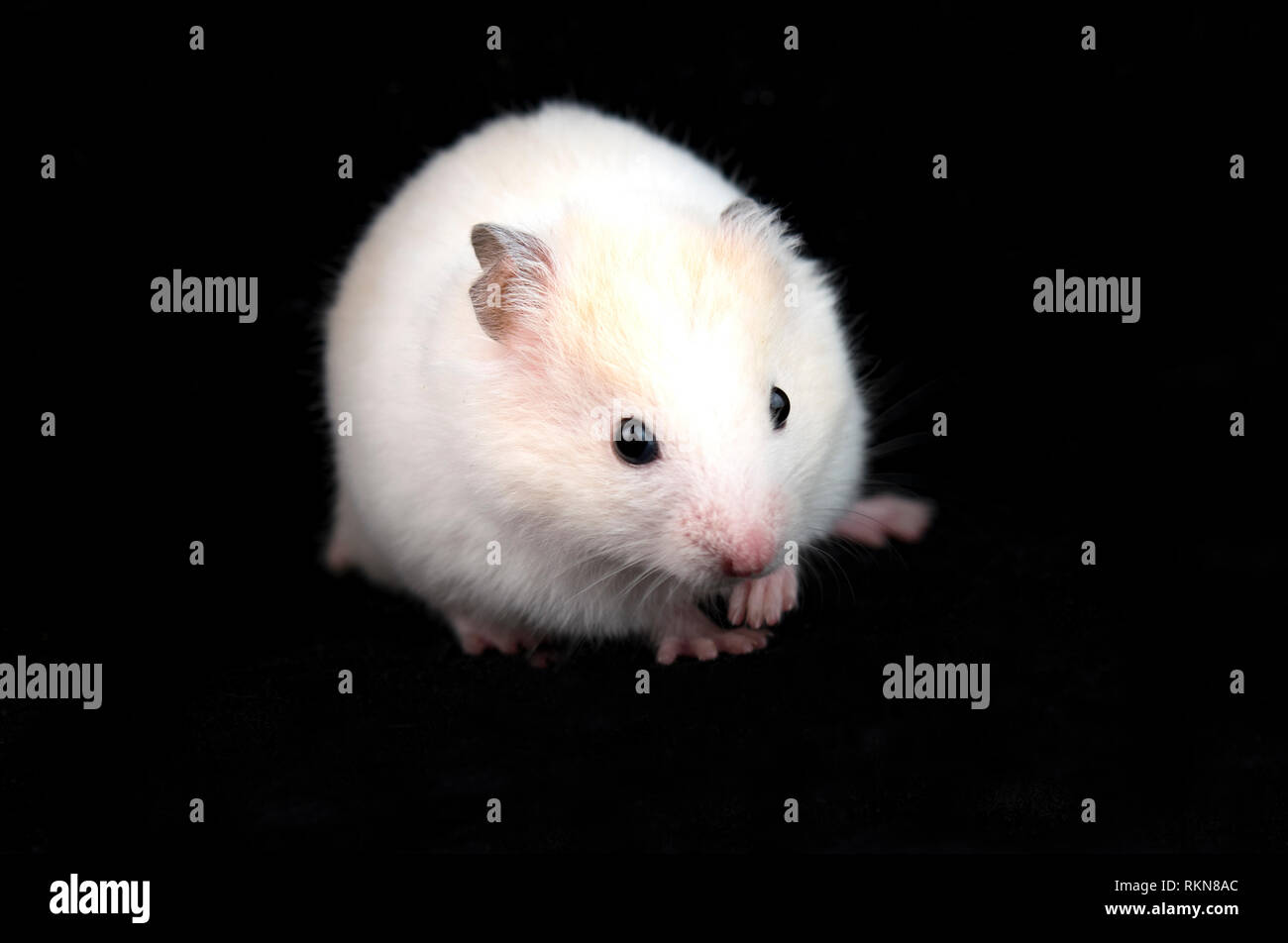 Piccolo criceto domestico isolati su sfondo nero Foto Stock