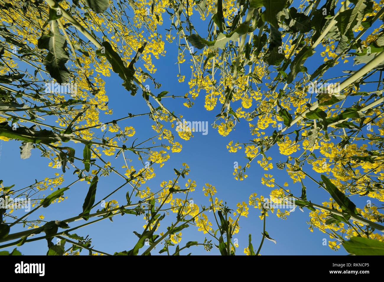 Semi di colza (Brassica napus) Terra vista in campo con cielo blu chiaro. La Baviera, Germania. Foto Stock