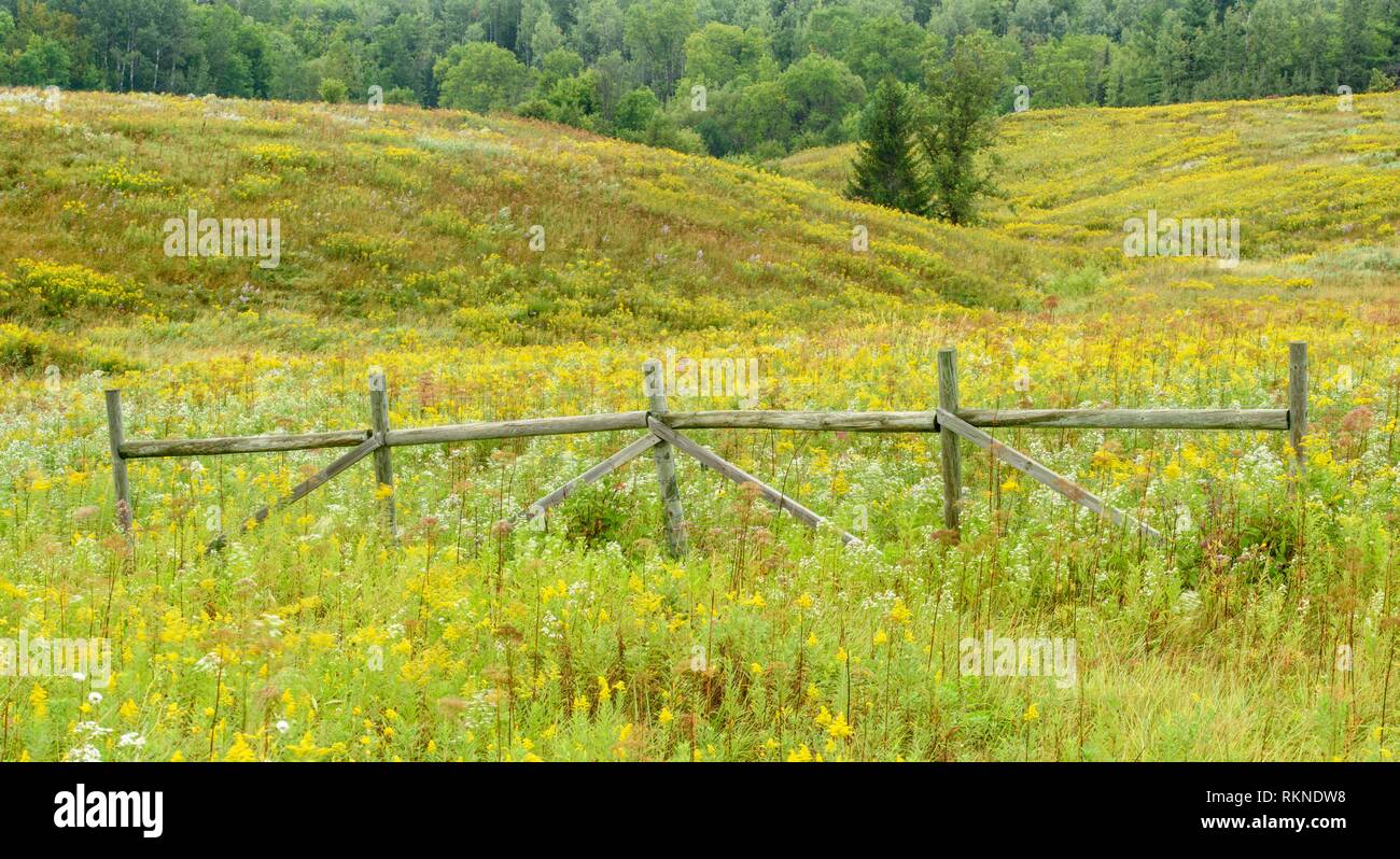 Nella tarda estate del campo con la fioritura aestri e oro, nei pressi di pioppo, Wisconsin, Stati Uniti d'America. Foto Stock