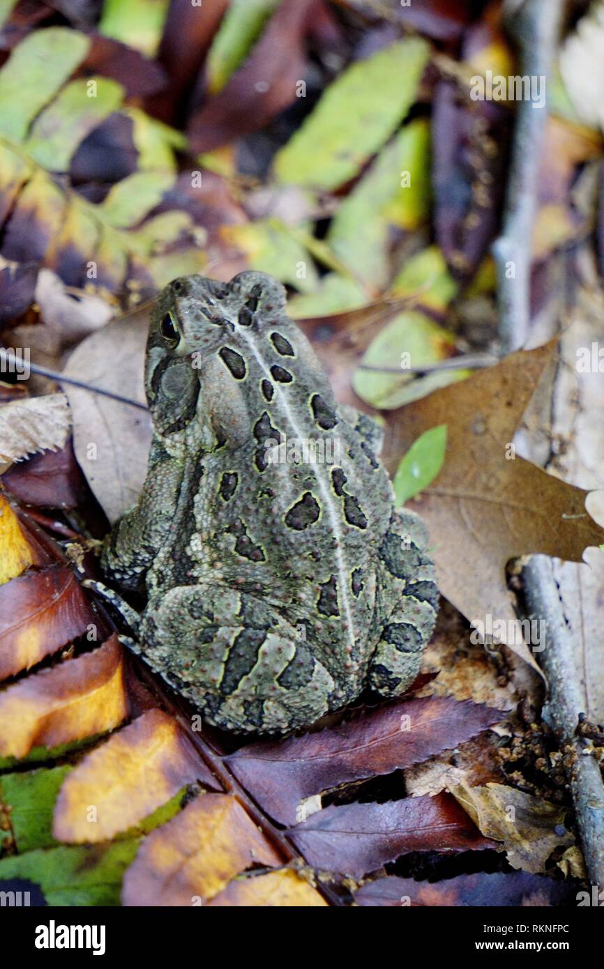 Un orientale American toad, Anaxyrus americanus, Pennsylvania, USA. Foto Stock