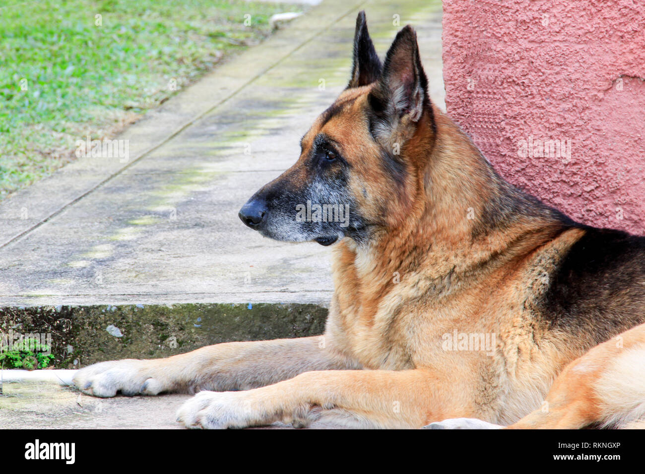 Pastor Alemán, perro guardián y fiel compañero, es Ideal para onu ambiente familiare, su gran inteligencia le permite realizar diferentes tareas Foto Stock