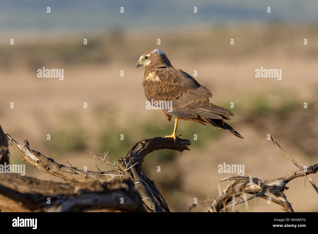 Un singolo bambino African Marsh Harrier arroccato su un caduto albero morto succursale in mattina presto luce, Lewa deserto Lewa Conservancy, Kenya, Africa Foto Stock