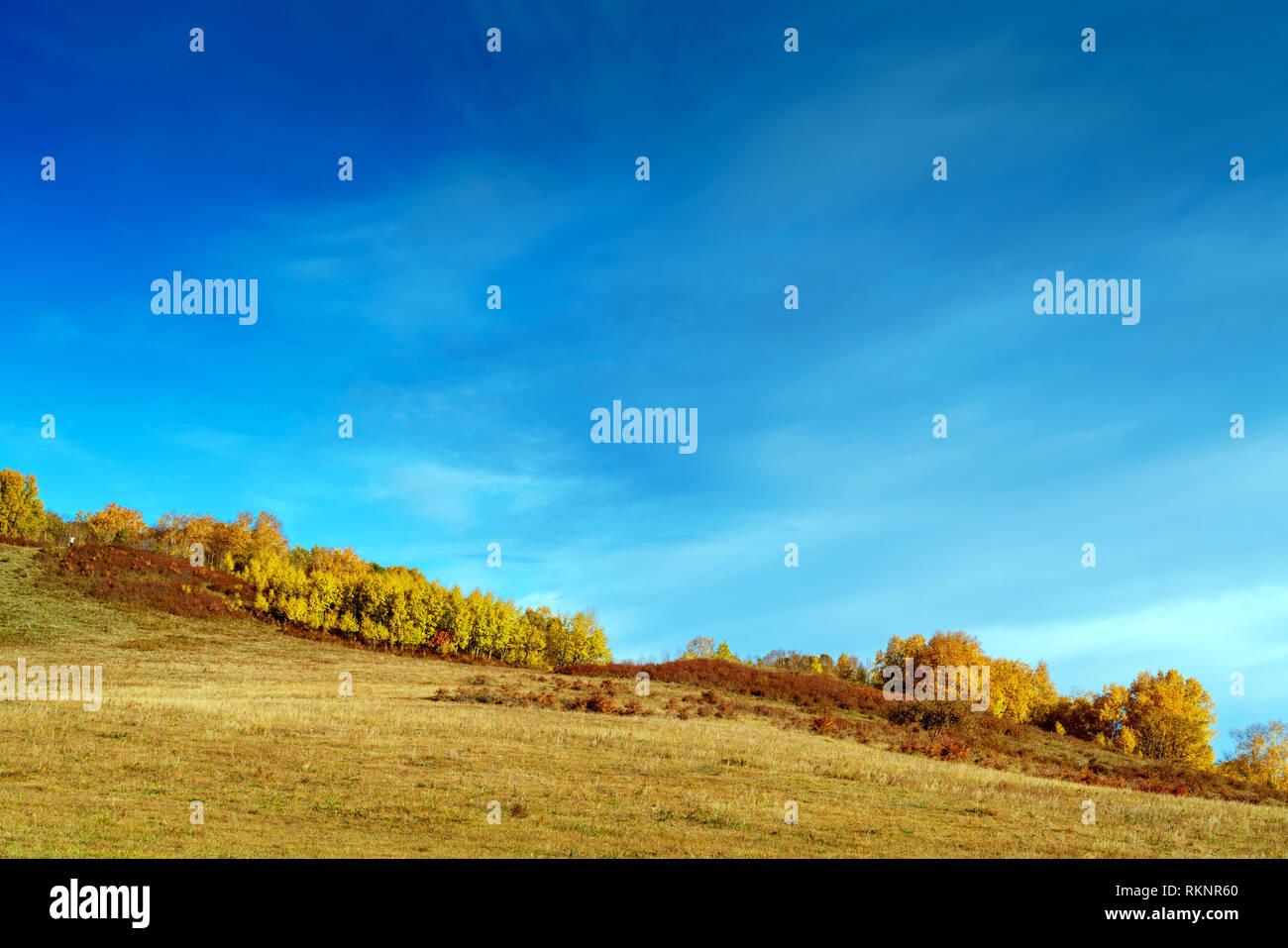 Prati e bosco di betulle, la Mongolia Interna, Cina. Foto Stock