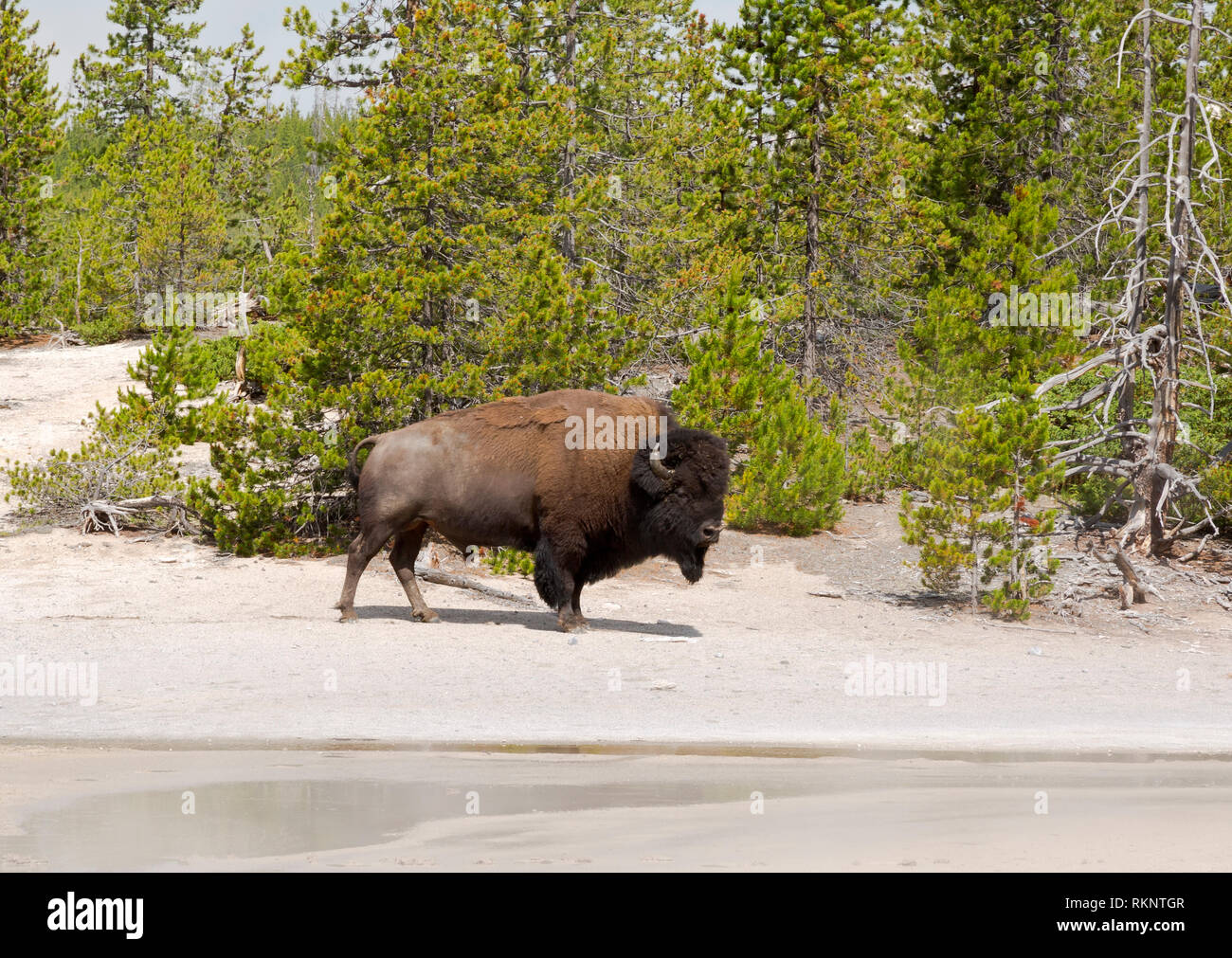WY03445-00...WYOMING - un bisonte americano a piedi attraverso Norris Geyser Basin area termale nel parco nazionale di Yellowstone. Foto Stock WY03445-00...WYOMING - un bisonte americano a piedi attraverso Norris Geyser Basin area termale nel parco nazionale di Yellowstone. Foto Stock