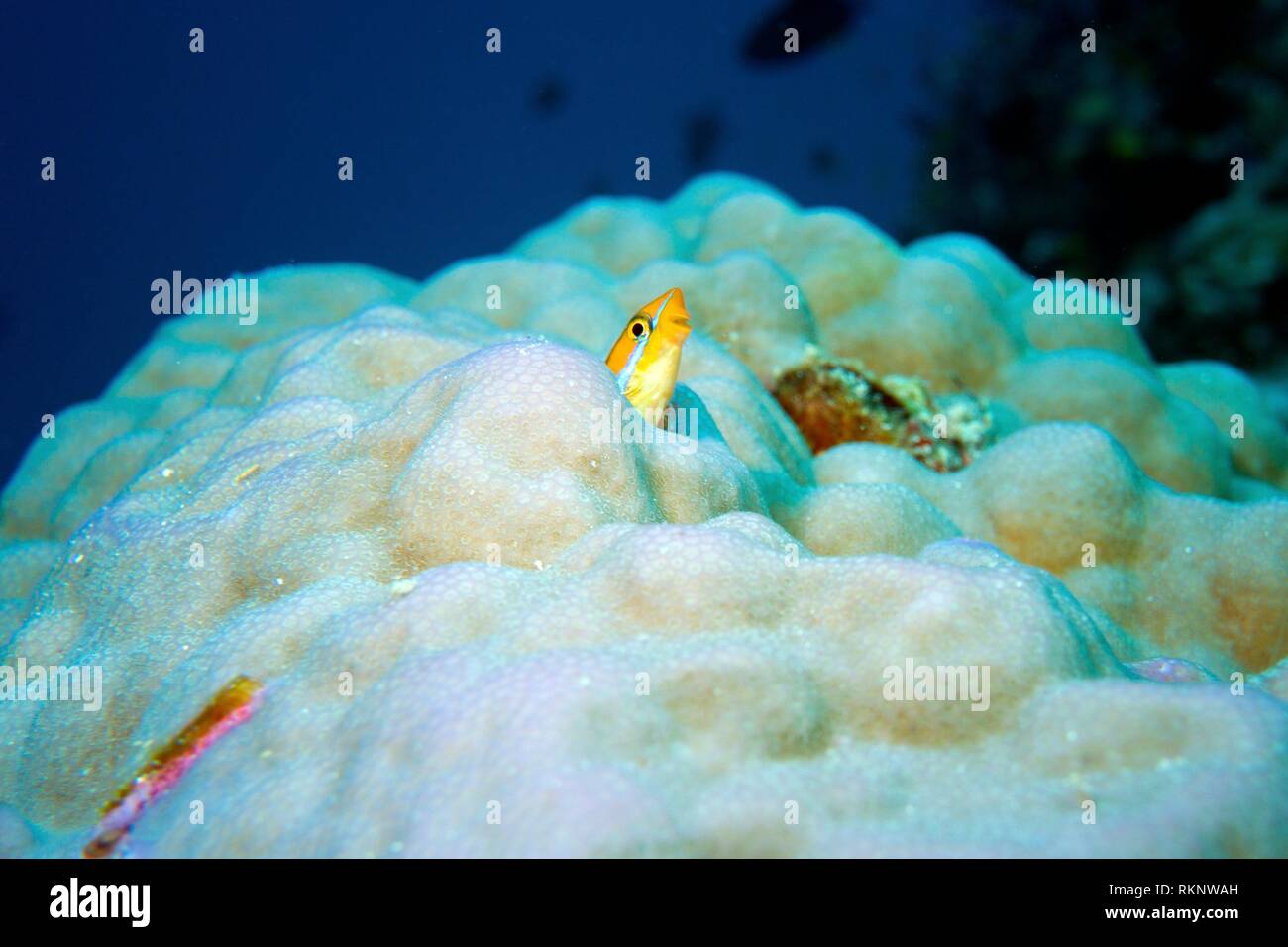 Blu-striped Fangblenny Plagiotremus rhinorhynchos adulto, rifugiandosi in un corallo e il peering out, Oceano Indiano, Maledives, Asia del Sud. Foto Stock