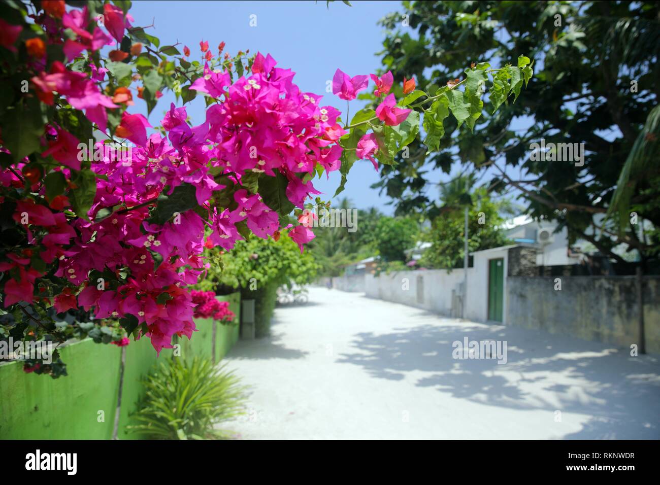 In Streetscene Dharavandhoo con Bougainville fioritura, Baa Atoll, Maldive, Oceano Indiano, Asia del Sud. Foto Stock