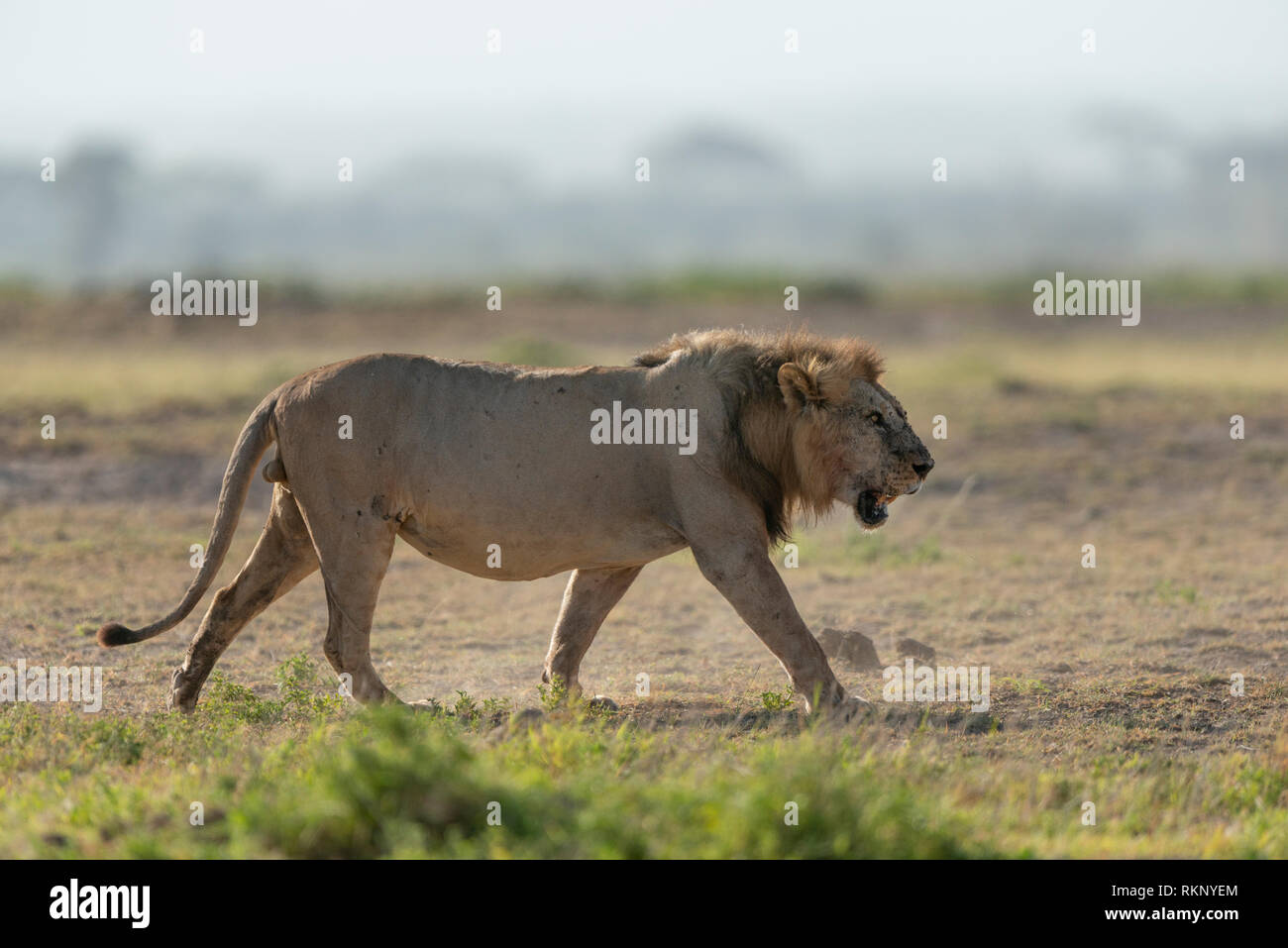 Giovane Maschio Lion a Amboseli National Park Foto Stock