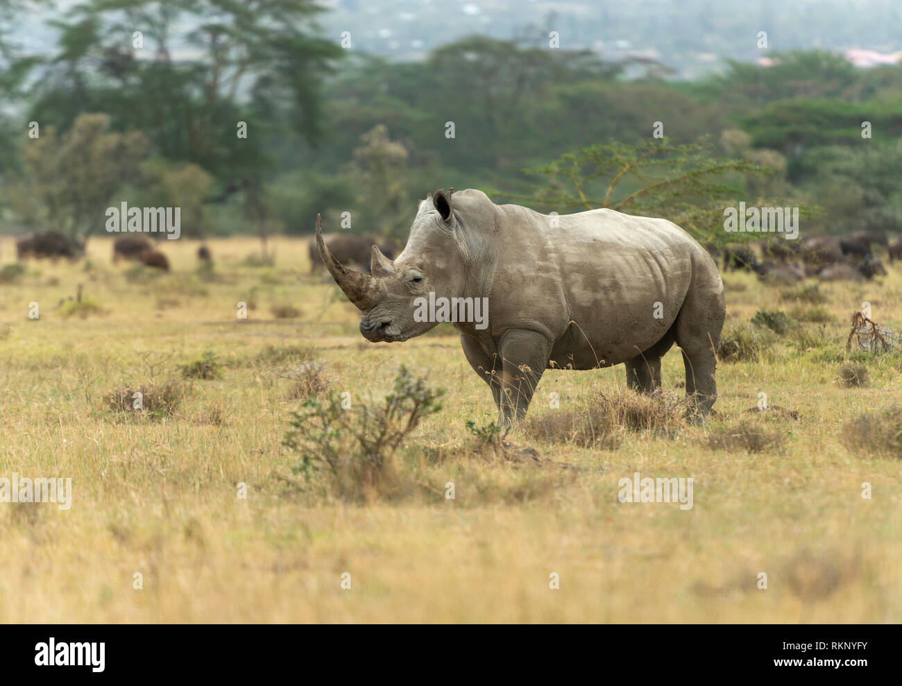 Alert rinoceronte bianco a Lake Nakuru Foto Stock