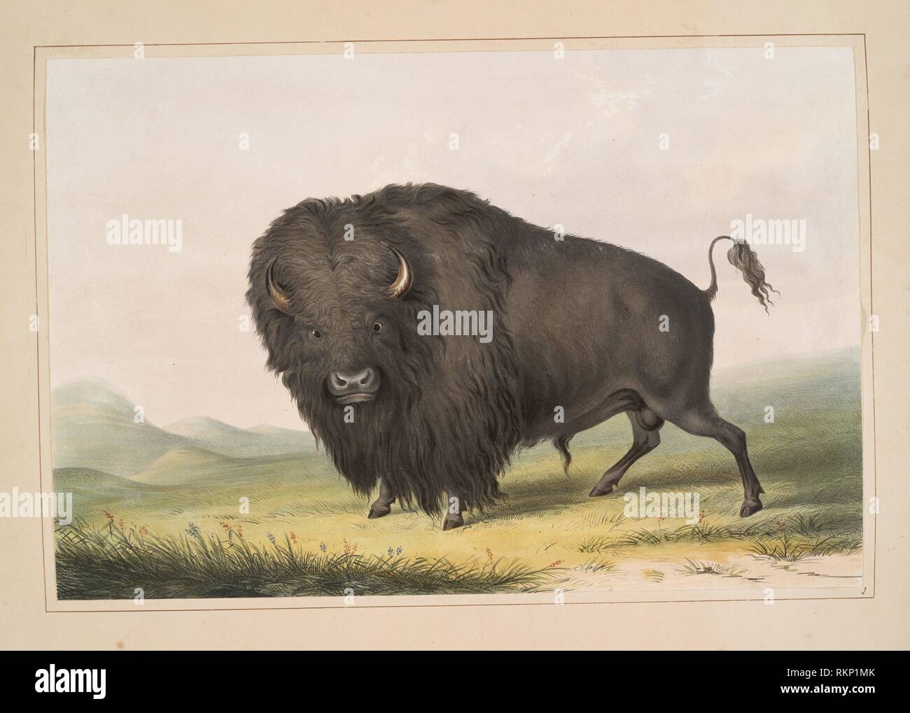 Buffalo Bull, pascolo. Catlin, George, 1796-1872 (Artista) Giorno & Haghe ( stampante di piastre). Catlin North American Indian portfolio: scene di  caccia Foto stock - Alamy