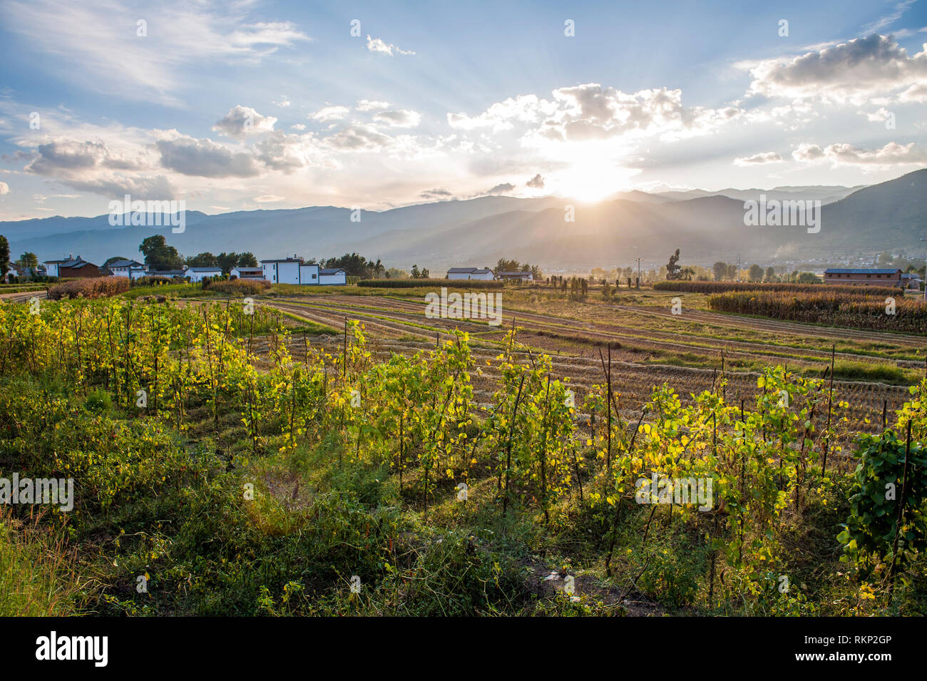 Il mais e i campi di vegetali nella valle Shaxi nella provincia di Yunnan in Cina. La Valle di Shaxi era parte dell'antica Tea Horse Trail, un percorso che scambiati Foto Stock