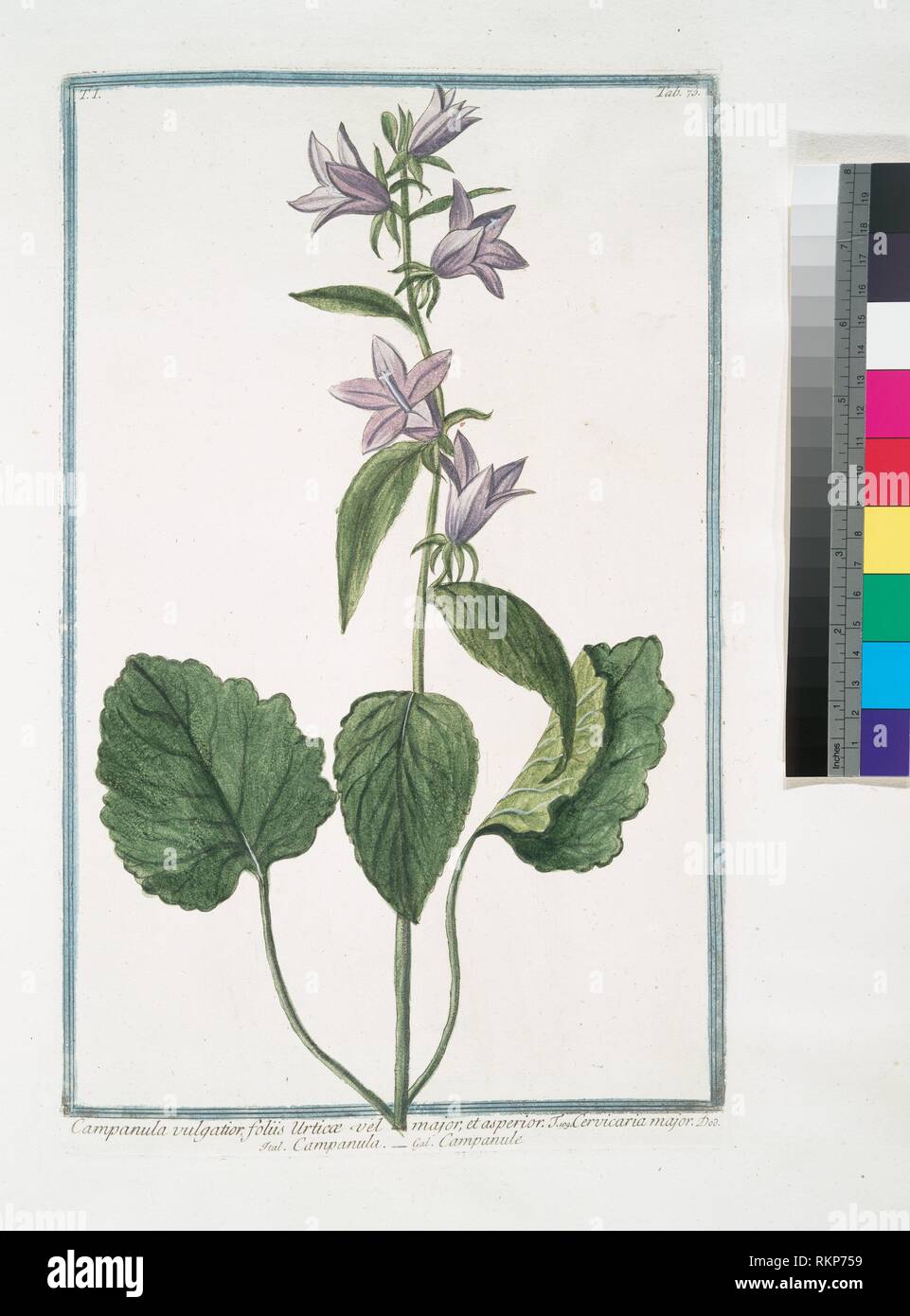 Campanula vulgatior foliis Urticae vel major, et asperior = Cervicaria grandi = Campanula = Campanule. [Bell fiore]. Bonelli, Giorgio (b. 1724) Foto Stock