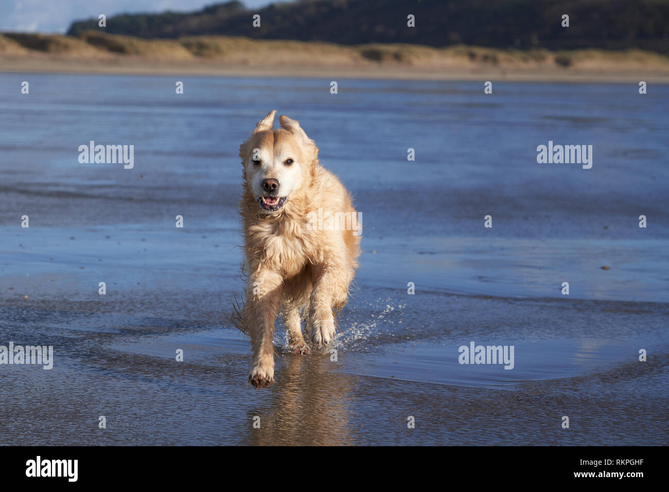 Un golden retriever godendo di esercitare sulla spiaggia di Newton, vicino Porthcawl, Galles del Sud Foto Stock