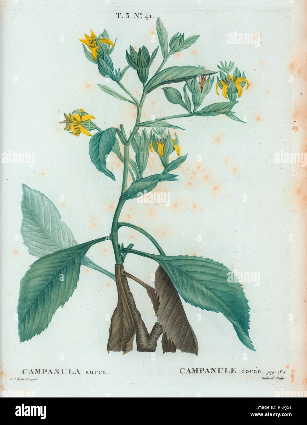 Campanula aurea = Campanule dorée. [Bell fiori]. Duhamel du Monceau, M., 1700-1782 (Autore) Redouté, Pierre Joseph, 1759-1840 (artista). Traité des Foto Stock