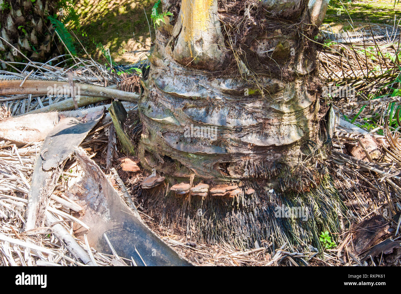 Ganoderma boninense come il principale agente patogeno che interessa e uccidere l'olio Palm tree a Sabah Borneo Malese Foto Stock