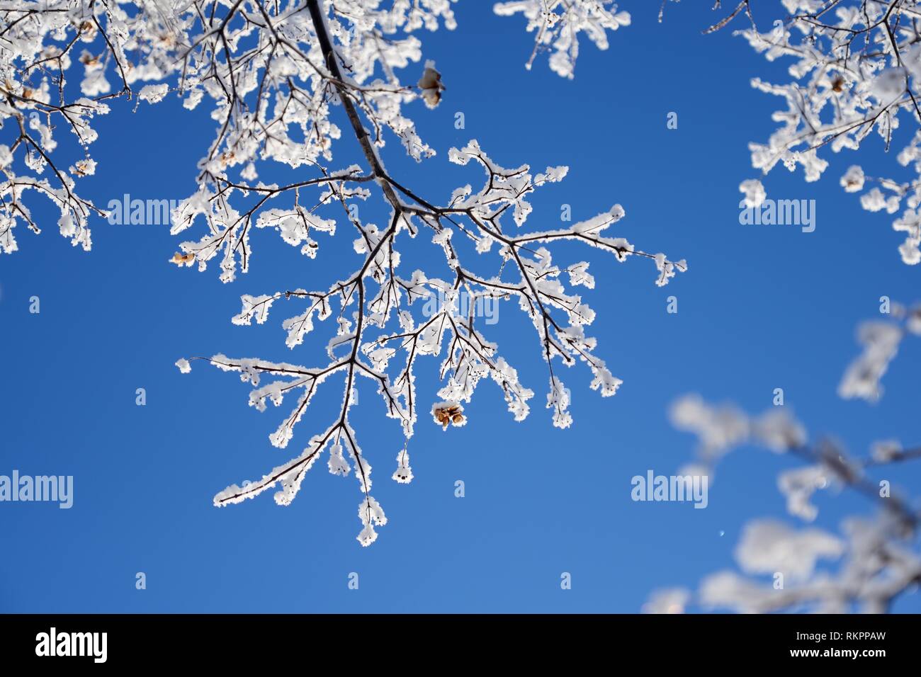 I rami degli alberi con semi coperto con cristalli di brina nel freddo inverno mattina. Foto Stock